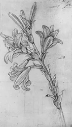 Un lirio, hacia 1480, 1945