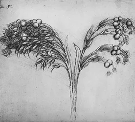 Una planta de tallo largo, c. 1480-1945