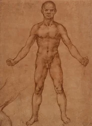 Estudio de un hombre desnudo de pie, frontal