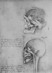 Dibujos anatómicos de dos cráneos en perfil hacia la izquierda, c1480 1945