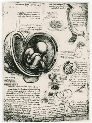 Boceto anatómico de un feto humano en el útero, c1510