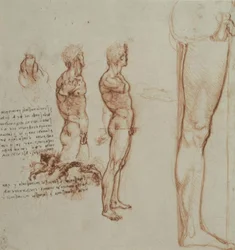 Estudios de anatomía