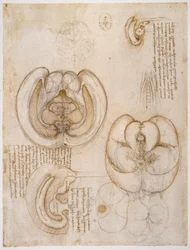 Estudios de anatomía