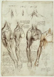 Estudios de Anatomía
