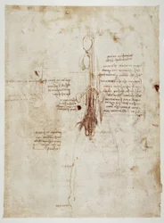 Estudios de anatomía