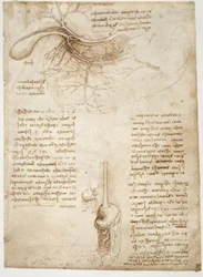 Estudios de anatomía