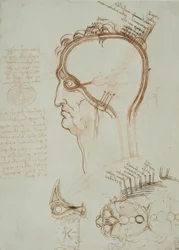 Estudios de anatomía