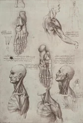 Estudios de anatomía