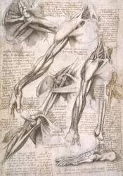 Estudios de anatomía