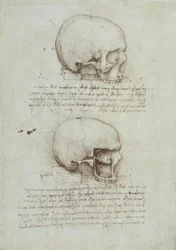 Estudios de anatomía