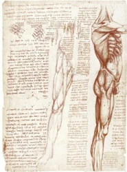 Estudios anatómicos: La musculatura del torso y las piernas