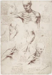 Estudios de anatomía: Los músculos superficiales del cuello y el hombro
