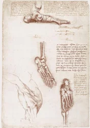 Estudios de anatomía: Anatomía superficial del hombro / Huesos del pie