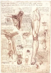 Estudios de anatomía: Lengua, garganta, laringe y esófago