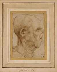 Caricatura de la cabeza de un anciano, de perfil a la derecha, c.1507