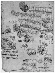 Diagrama del vórtice de sangre en el corazón, finales del siglo XV o principios del XVI, 1954