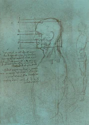 Dibujo que ilustra la teoría de las proporciones de la figura humana
