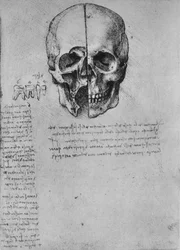 Dibujo de dos mitades de un cráneo, hacia 1480 1945