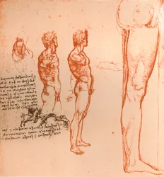 Dibujos que muestran los movimientos de la figura humana y guerreros luchando, c1472-c1519