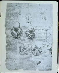 Cinco vistas de un feto en el útero, copia facsímil