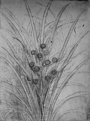 Juncos en flor, c1480