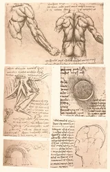 Cuatro dibujos anatómicos, c1472-c1519