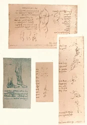 Cuatro dibujos que ilustran la teoría de los movimientos de la figura humana, c1472-c1519 1883