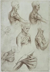 Leonardo / Hals – Musculatura del hombro