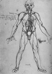 Hombre dibujado como una figura anatómica para mostrar el corazón, los pulmones y las arterias principales, c1480 1945
