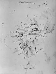 Dibujo medido de la pata delantera izquierda de un caballo, c. 1480