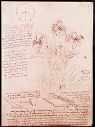 Notas y bocetos de botánica y geometría: narciso. Dibujo en doble página de un manuscrito de Leonardo da Vinci (1452-1519)