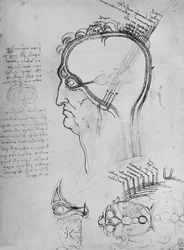 Secciones de la cabeza de un hombre mostrando la anatomía del ojo, etc.