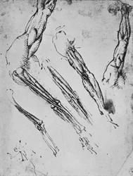 Seis estudios de un brazo mostrando en tres casos los huesos, c1480
