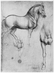 Estudios de caballos, hacia 1490, 1954