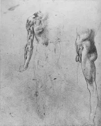 Estudios de un hombre desnudo visto desde la espalda y desde el costado, c1480 1945