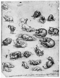 Estudios de gatos, 1513-1515 1954