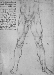 Estudio de la mitad inferior de un hombre desnudo de frente, c1480 1945