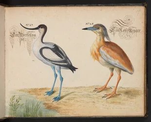 Añadir 6485 f.19 Avoceta y Garcilla cangrejera