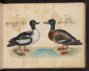 "Descripción natural exacta y descripción de las aves acuáticas, peces, cuadrúpedos, insectos y gusanos que se encuentran en las aguas de Estrasburgo, que yo mismo he cazado y manipulado. Leonard Baldner, pescador y ciudadano de Estrasburgo", c