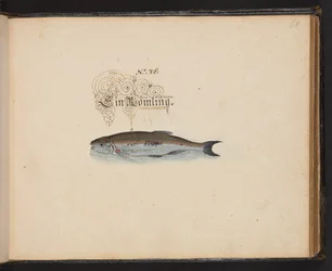 "Descripción natural exacta y descripción de las aves acuáticas, peces, cuadrúpedos, insectos y gusanos que se encuentran en las aguas de Estrasburgo, que yo mismo he cazado y manipulado. Leonard Baldner, pescador y ciudadano de Estrasburgo", c