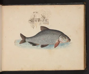 "Descripción natural exacta y descripción de las aves acuáticas, peces, cuadrúpedos, insectos y gusanos que se encuentran en las aguas de Estrasburgo, que yo mismo he cazado y manipulado. Leonard Baldner, pescador y ciudadano de Estrasburgo", c