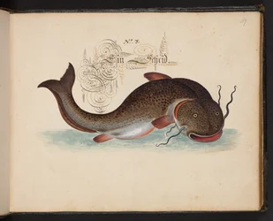 "Descripción natural exacta y descripción de las aves acuáticas, peces, cuadrúpedos, insectos y gusanos que se encuentran en las aguas de Estrasburgo, que yo mismo he cazado y manipulado. Leonard Baldner, pescador y ciudadano de Estrasburgo", c