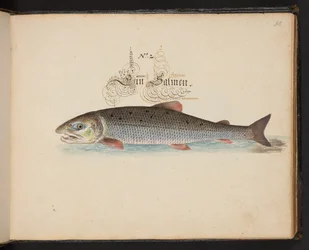 "Descripción natural exacta y descripción de las aves acuáticas, peces, cuadrúpedos, insectos y gusanos que se encuentran en las aguas de Estrasburgo, que yo mismo he cazado y manipulado. Leonard Baldner, pescador y ciudadano de Estrasburgo", c