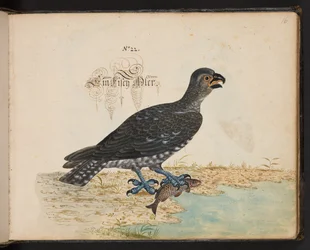 "Descripción natural exacta y descripción de las aves acuáticas, peces, cuadrúpedos, insectos y gusanos que se encuentran en las aguas de Estrasburgo, que yo mismo he cazado y manipulado. Leonard Baldner, pescador y ciudadano de Estrasburgo", c