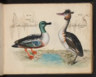 "Descripción natural exacta y descripción de las aves acuáticas, peces, cuadrúpedos, insectos y gusanos que se encuentran en las aguas de Estrasburgo, que yo mismo he cazado y manipulado. Leonard Baldner, pescador y ciudadano de Estrasburgo", c