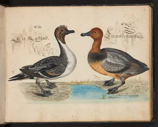 "Descripción natural exacta y descripción de las aves acuáticas, peces, cuadrúpedos, insectos y gusanos que se encuentran en las aguas de Estrasburgo, que yo mismo he cazado y manipulado. Leonard Baldner, pescador y ciudadano de Estrasburgo", c