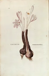 Colchico de Otoño (Colchicum autumnale) de Leonhart Fuchs de De historia stirpium commentarii insignes (Comentarios Notables sobre la Historia de las Plantas)