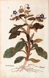 Borraja - Borago officinalis (Buglossum) por Leonhart Fuchs de De historia stirpium commentarii insignes (Notable Commentaries on the History of Plants), grabado coloreado