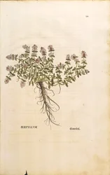 Tomillo silvestre (Thymus serpyllum), grabado coloreado por Leonhart Fuchs