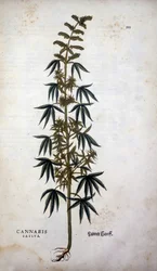 Cannabis Sativa (Cáñamo cultivado) - en "De Historia Stirpium commentarii insignia" de Leonhart Fuchs